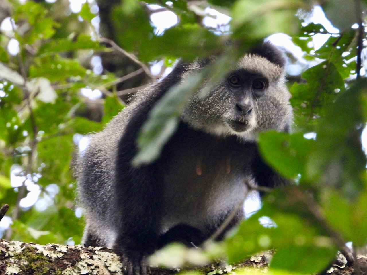 blue-monkey-20231_HuMKqquu