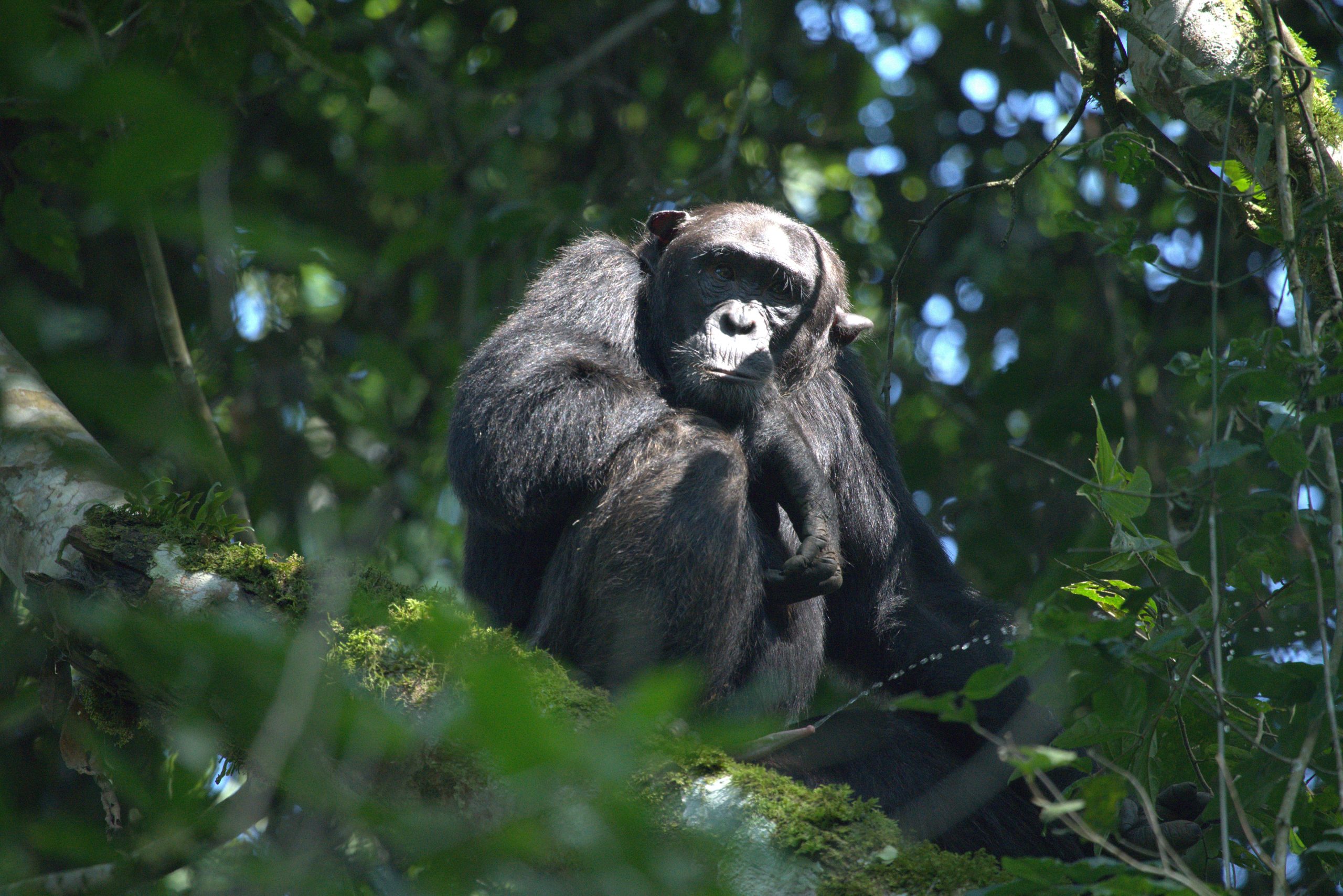 kibale-chimp-6_s80aMsSY